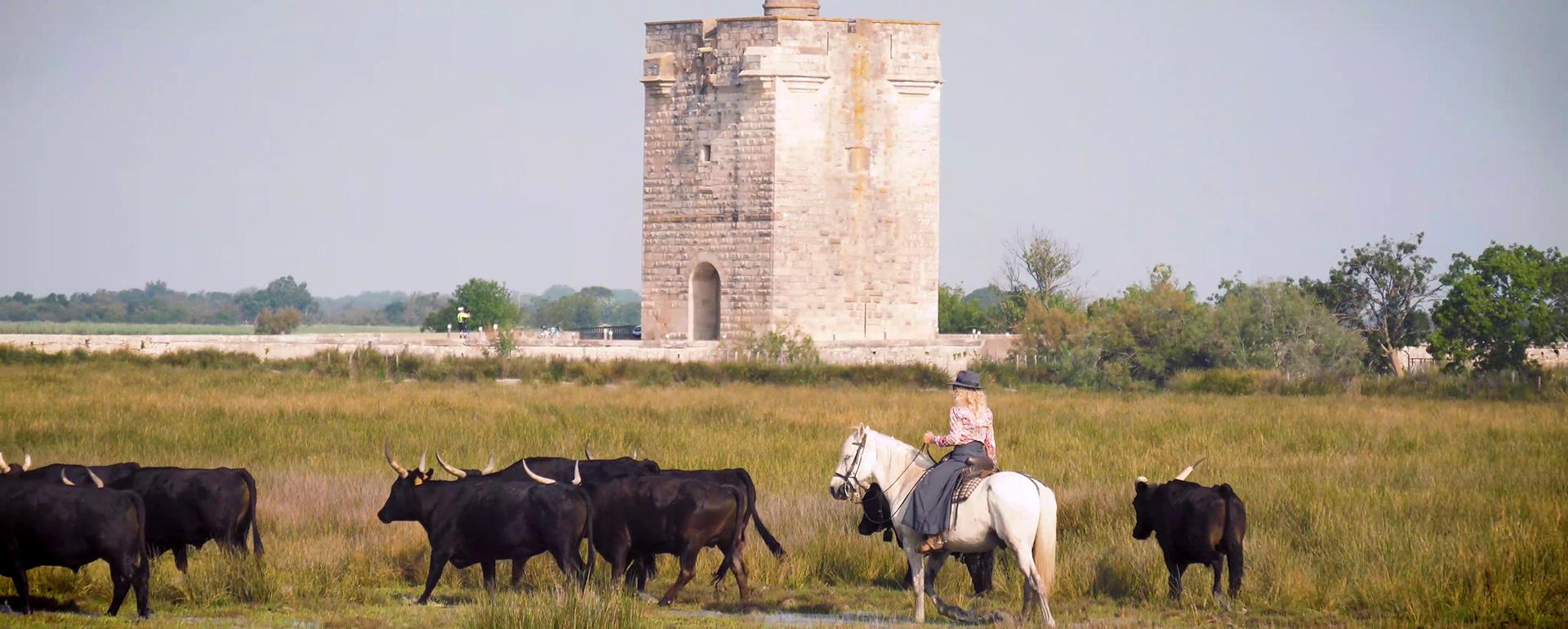 Séjour récompense en Camargue : une immersion entre nature, tradition et esprit d’équipe
